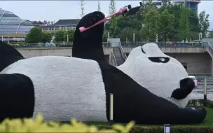 四川26米长巨型大熊猫躺地上举手机玩自拍，模样乖造型萌姿势酷