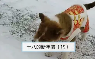 【19集】十八穿上了小姐姐送的新年装，就不会走路了……