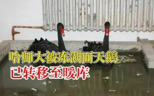 哈师大回应天鹅又双叒叕被冻湖面：已将天鹅转移至暖库