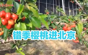 陆续进入成熟期！河北沽源错季樱桃即将走进北京市场