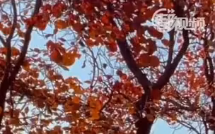 西山国家森林公园秋意正浓，目之所及皆是美景
