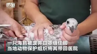 海鸥被废弃口罩缠住脚 无法飞翔 数周后才获好心人解救