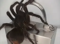 适合当宠物养的昆虫