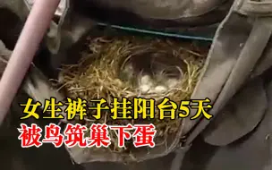 女生裤子挂阳台5天被鸟筑巢下蛋：将鸟窝放到树上了