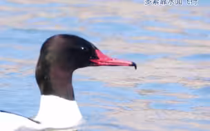 黄河之滨生态美 | 普通秋沙鸭