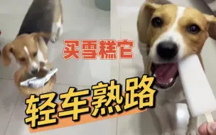 比格犬叼着竹筐出门，轻车熟路帮助主人买雪糕