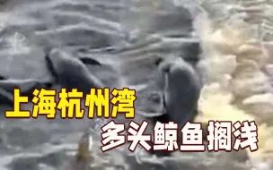 上海杭州湾多头鲸鱼搁浅 海事部门发航行警告