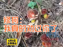 狗狗发现见手青一顿狂踩，主人捡漏吃完进医院。小狗：劝不住根本劝不住