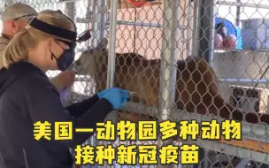 美国一动物园多种动物接种新冠疫苗