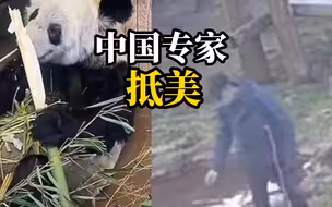 中国专家到孟菲斯动物园为丫丫检查居住环境和食物品质