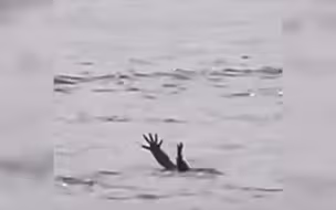 鳄鱼假装溺水捕猎人类?水面上露出上肢形似求救 专家分析可能原因