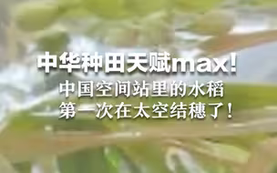 中华种田天赋max！中国空间站里的水稻 第一次在太空结穗了