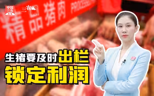 三农锐评丨生猪头均利润已达1000元 及时出栏方能锁定利润！