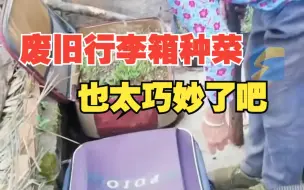 老人用废旧行李箱种菜 还不怕冰雹！女儿：老妈太有才
