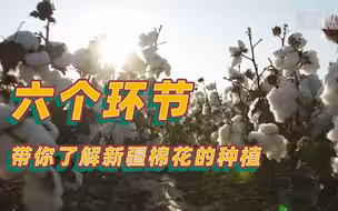新疆棉花是这样种出来的