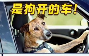 美国男子涉嫌酒驾被拦截 竟与狗换位置试图“推锅”