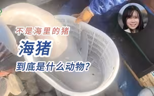 海猪到底是什么动物？
