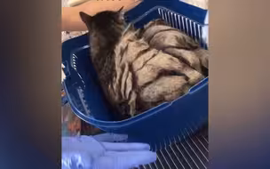 猫咪毛发坚硬结块 主人带去美容院 修剪完后肉肉显露出来：真的壮！