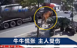 心疼！男子被自家牛一脚踹飞，撞上货车十级伤残，索赔60万该找谁？