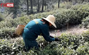 探访中国名茶信阳毛尖“春茶季” “守茶人”守护传统制作技艺不断代