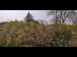 可怕！诸暨多地出现“霸王花”！繁殖速度惊人！专家说：要这样处理.....