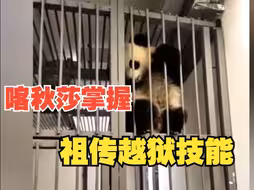 旅俄大熊猫幼崽“喀秋莎”试图学会“越狱”  网友：祖传技能