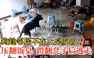 不速之客！狗趁邻居不在上桌吃饭压翻饭桌：蹬翻凳子后逃走