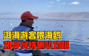 洱海游客喂海鸥劝导员持喇叭劝阻：海鸥飞过多国，尽量少接触