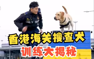 萌犬变“猛犬”！香港海关搜查犬训练大揭秘