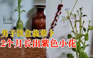 男子铁盒栽萝卜2个月长出紫色小花：用黄土埋了三分之一