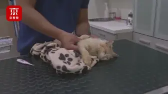 猫冠状病毒肆虐塞浦路斯！半年时间30万只猫去了喵星