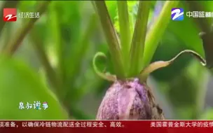 NASA收获史上首批太空萝卜