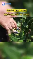 莲都蓝莓“抢鲜”上市啦！快来约一波夏日的“莓”好时光