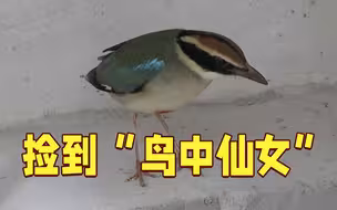 全球仅一万只！上海阿婆捡到“鸟中仙女”