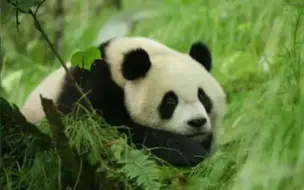 三只大熊猫将放归江西 它们已准备好了