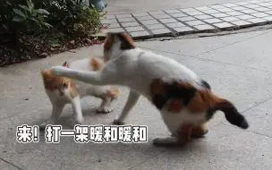 高校里的猫猫学长学姐：论冬天的N种取暖方式