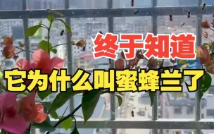 女子阳台养兰花引来成群蜜蜂
