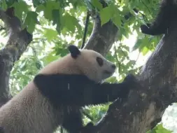 中央送赠大熊猫9·26抵港　将于机场举行欢迎仪式