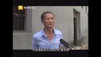 小小香榧照亮了山区群众的致富梦