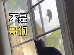 一只啄木鸟对着玻璃狂啄