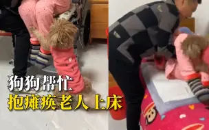 家人抱瘫痪老人上床休息，狗狗在旁边帮忙抱腿，2年始终如一