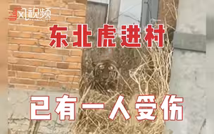 黑龙江一村庄闯入成年东北虎，工作人员遇老虎袭击，车窗被一掌拍碎