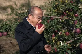 甘肃花牛苹果今年丰收，潘石屹现场品尝：真是香得不得了！