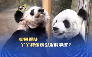 寻声记之如何看待旅美熊猫丫丫和乐乐引发的争议？