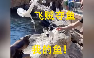 海狮：过分了！这还有王法吗？