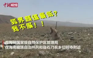 为啥说人家是狐界颜值最低？听听藏狐这叫声很幽怨啊