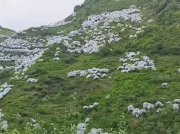 满山车厘子