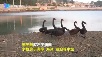 山东长岛海域第一次发现黑天鹅群