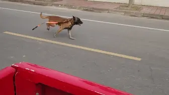 看哭了！训导员离队，消防搜救犬追出1公里久久不愿离去