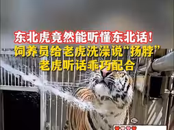 东北虎竟然能听懂东北话！饲养员给老虎洗澡说“扬脖”，老虎听话乖巧配合